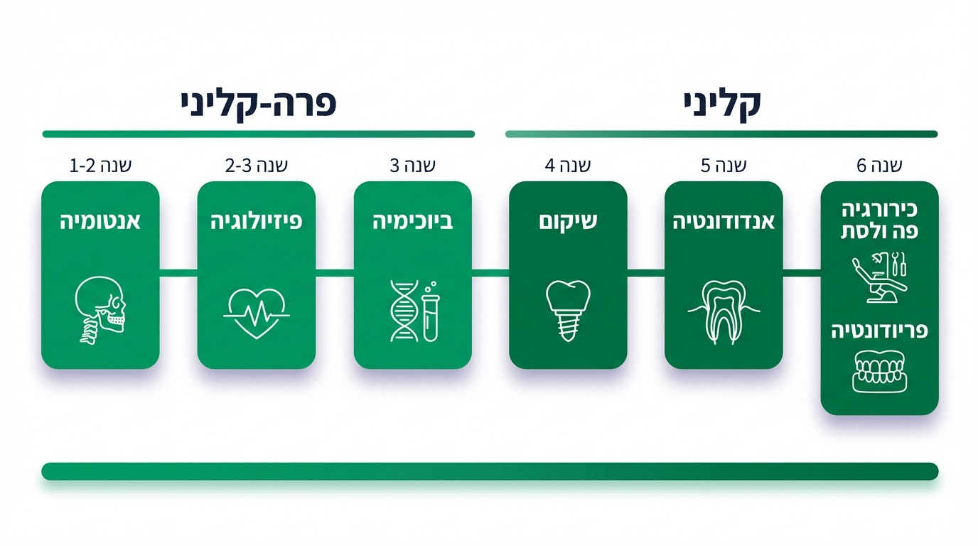 משך לימודי רפואת שיניים בחו״ל – מה לומדים בכל שנה